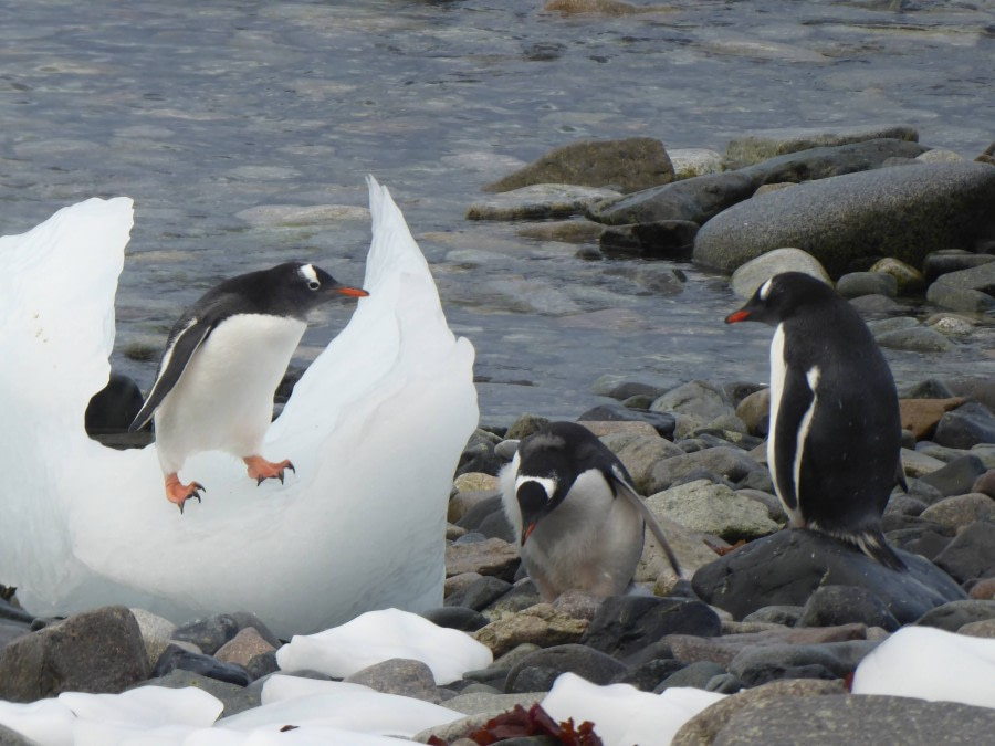 OTL29-17,Day 5 Victoria Salem. Gentoos with brash ice, Cuverville Island-Oceanwide Expeditions.JPG