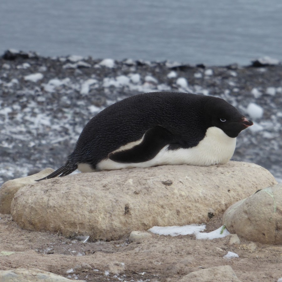 OTL28-17, Ross Sea,Day 11 Victoria Salem. Franklin Island Adelie penguin 2-Oceanwide Expeditions.JPG