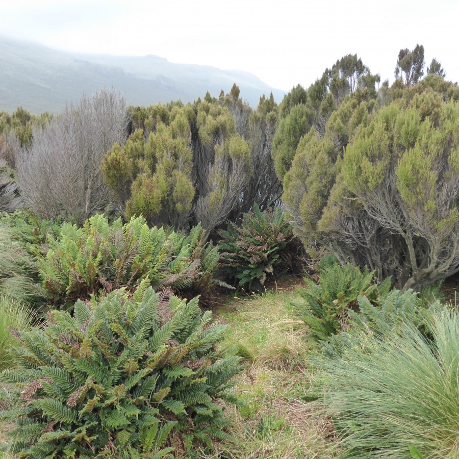 OTL28-17, Ross Sea,Day 3 Victoria Salem. Campbell Island vegetation-Oceanwide Expeditions.JPG