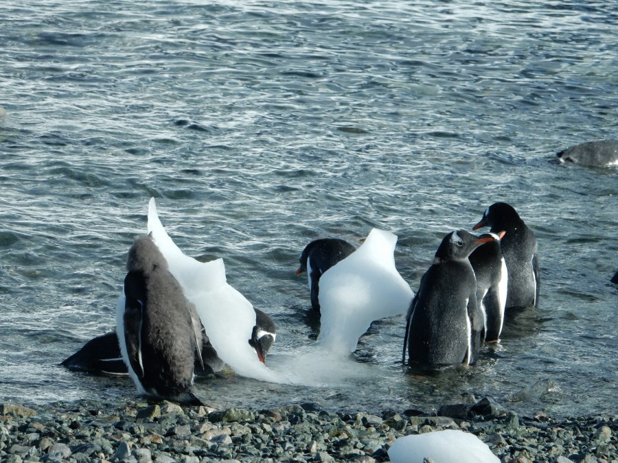 OTL28-17, Ross Sea,day 28 Danco 6 Lynn-Oceanwide Expeditions.jpg