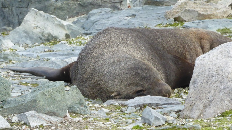 OTL28-17, Ross Sea,Day 28 Victoria Salem. Fur seal, Danco Island-Oceanwide Expeditions.JPG