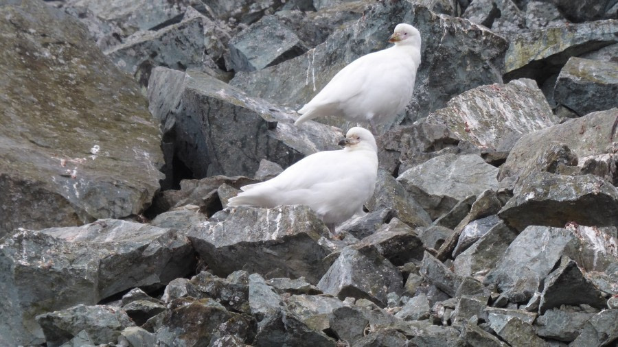 OTL28-17, Ross Sea,Day 28 Victoria Salem.  Snowy sheathbills, Danco Island-Oceanwide Expeditions.JPG