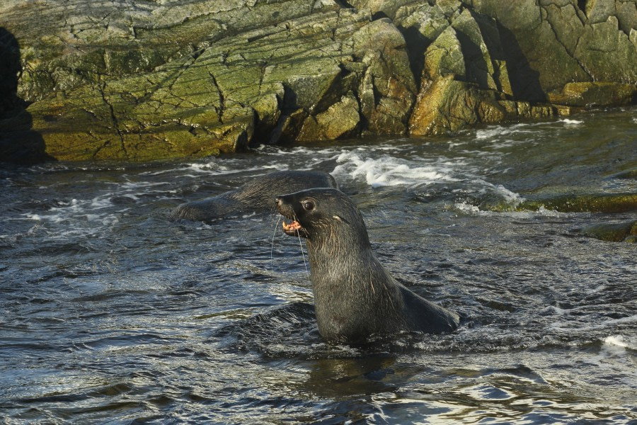 PLA31-17,20170323_BruceRobinson_MelchiorsFurseal-Oceanwide Expeditions.JPG