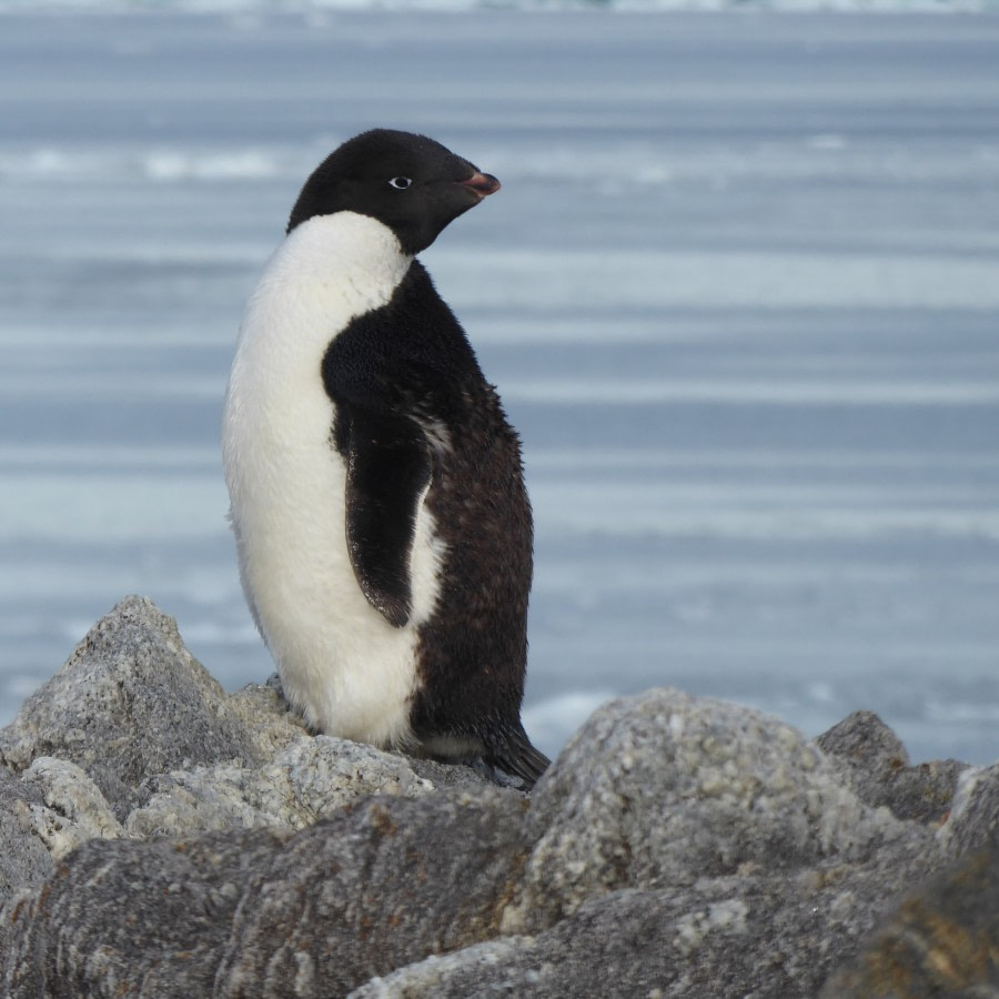 OTL28-17, Ross Sea,Day 10 Victoria Salem. Gondwana Station Adelie penguin-Oceanwide Expeditions.JPG