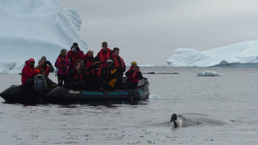 Whale watching, Cuverville Island © Victoria Salem - Oceanwide Expeditions