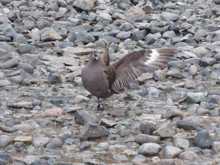 OTL29-17,Day 5 Victoria Salem. Skua at Cuverville Island-Oceanwide Expeditions.JPG