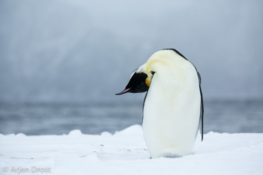 OTL28-17, Ross Sea,20170223_Arjen_Drost_34200-Edit-Oceanwide Expeditions.jpg