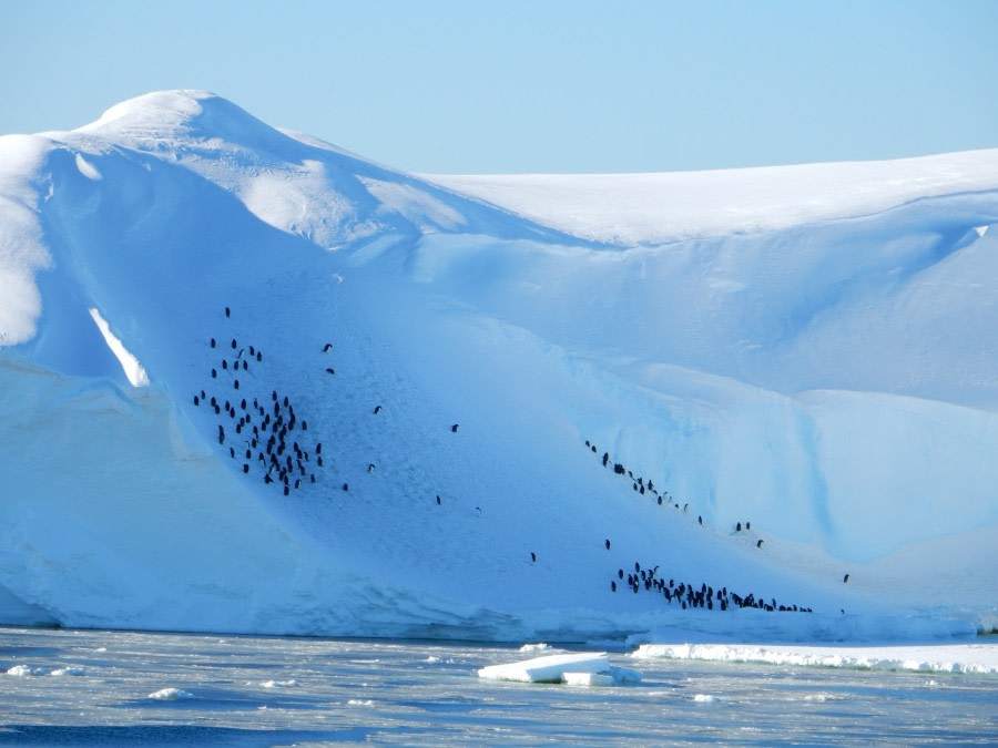 OTL28-17, Ross Sea,day 17 penguins Lynn-Oceanwide Expeditions.jpg