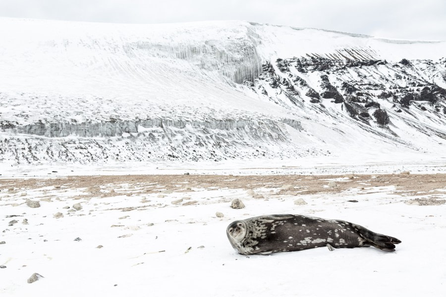 OTL28-17, Ross Sea,170225_Franklin-Island_007© Rolf Stange-Oceanwide Expeditions.jpg