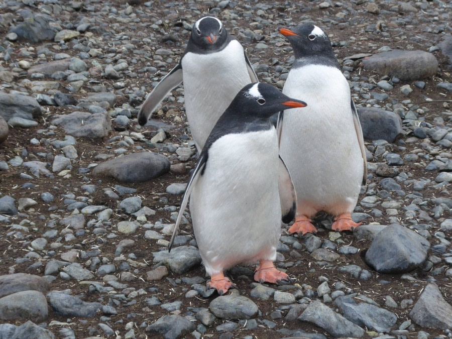 OTL29-17,Day 5 Victoria Salem. Three Gentoos, Cuverville Island-Oceanwide Expeditions.JPG