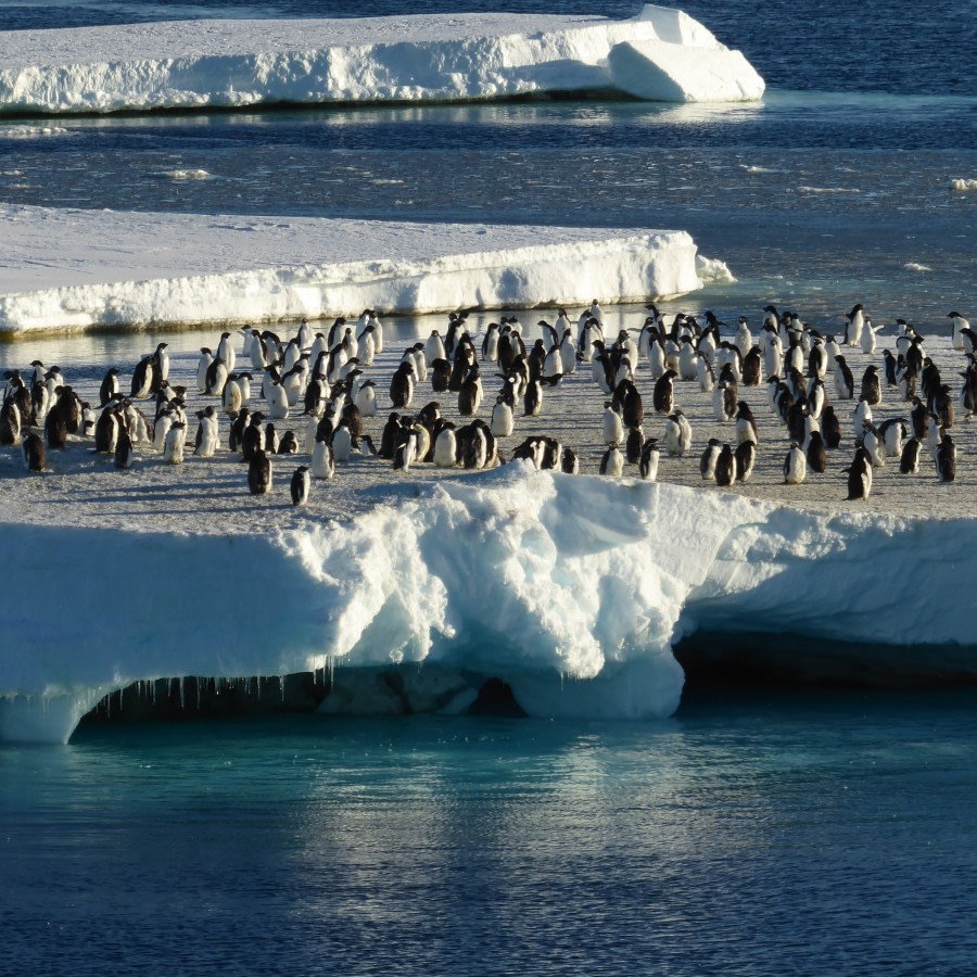 Western Ross Sea