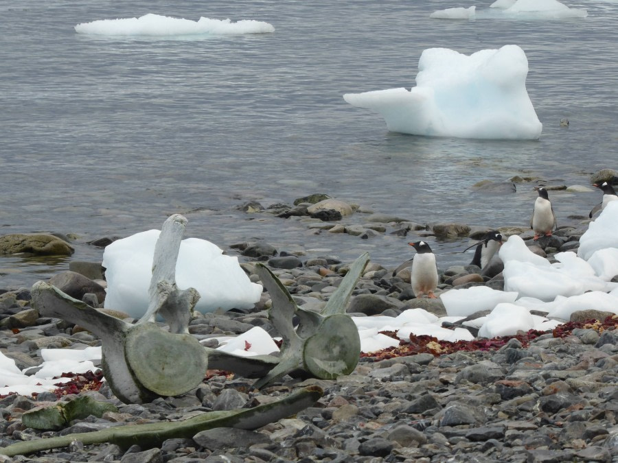 OTL29-17,Day 5 Victoria Salem. Whale bones, Cuverville Island-Oceanwide Expeditions.JPG