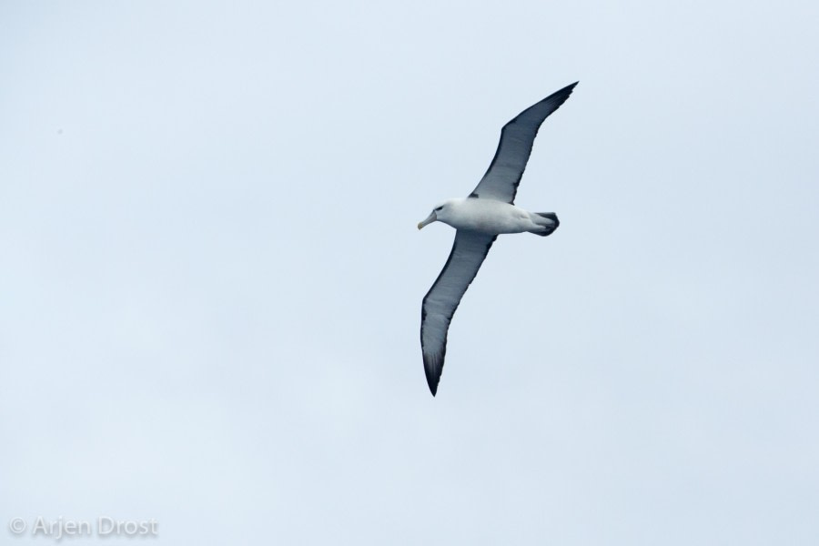 OTL28-17, Ross Sea,Day_2_20170216_Arjen_Drost_32632-Oceanwide Expeditions.jpg