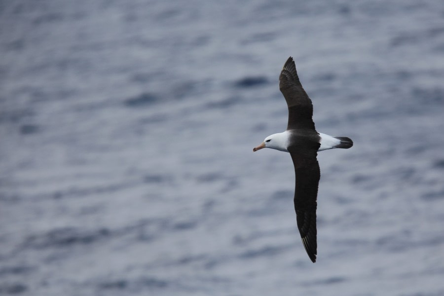 The Drake Passage