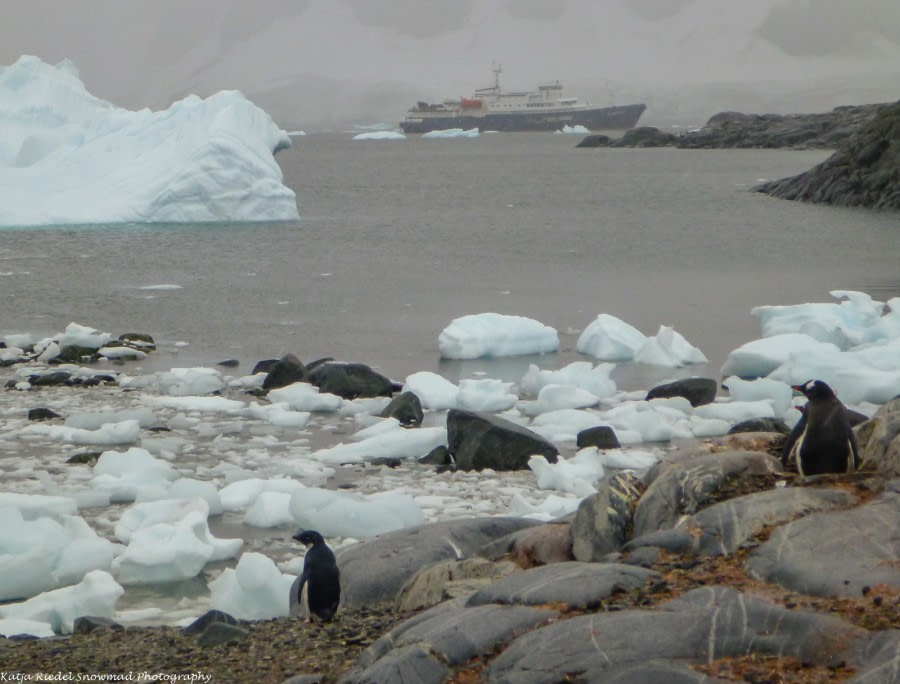 PLA31-17,20170322_Katja Riedel_Port Charcot Adelie_P1850687-Oceanwide Expeditions.jpg