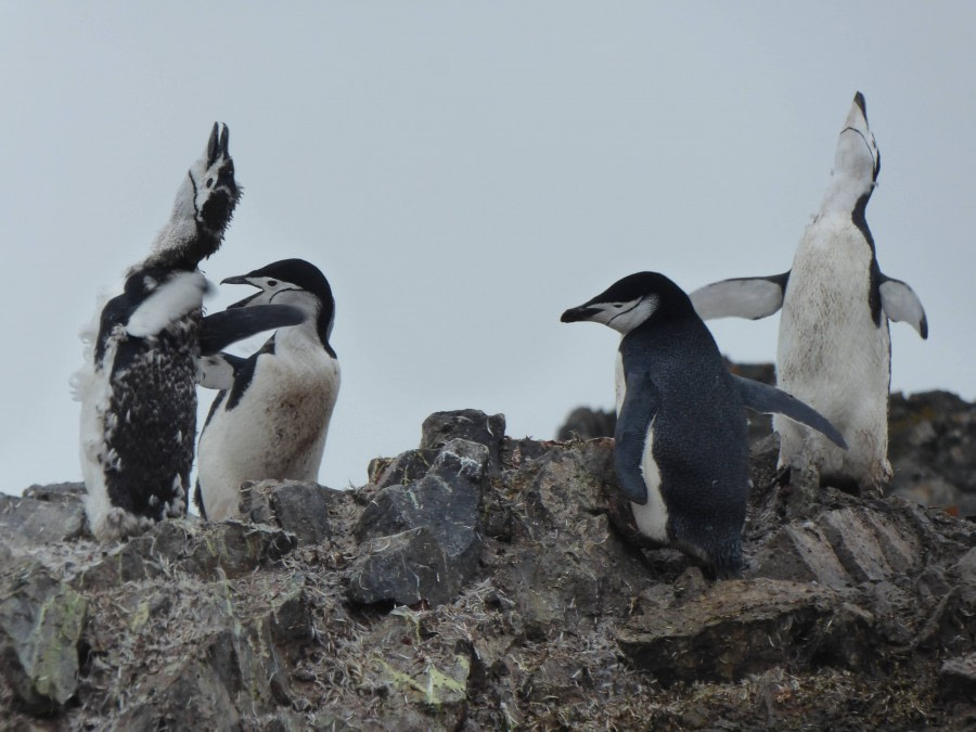 OTL29-17,Day 4 Victoria Salem. Four Chinstrap penguins, Half Moon Island-Oceanwide Expeditions.JPG