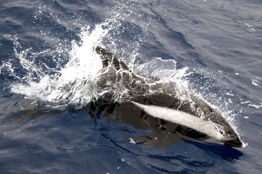 At Sea in the Drake Passage