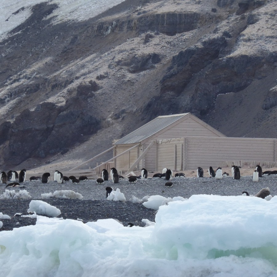 OTL28-17, Ross Sea,Day 8 Victoria Salem. Borchgrevink Hut, Cape Adare 2-Oceanwide Expeditions.JPG