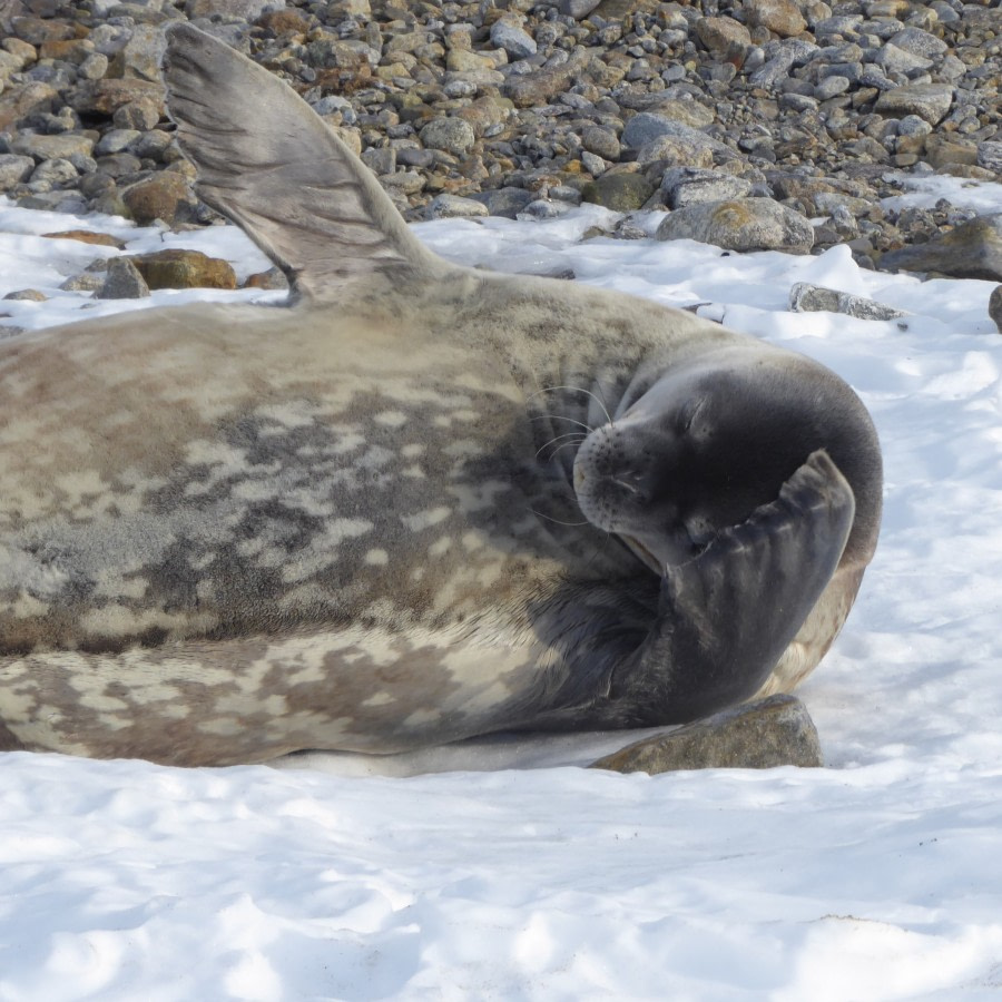 OTL28-17, Ross Sea,Day 10 Victoria Salem. Gondwana Station Weddell seal 2-Oceanwide Expeditions.JPG