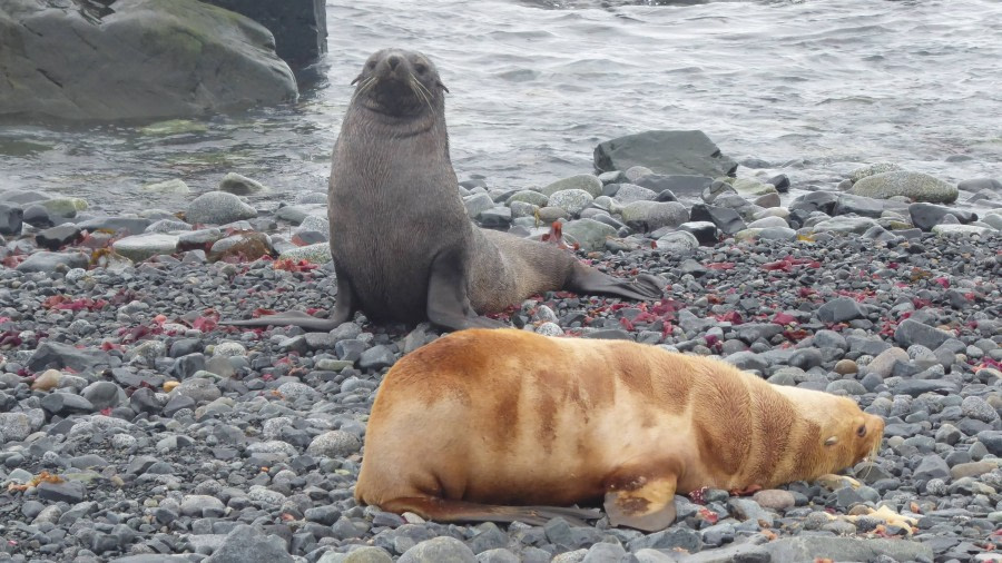 OTL29-17,Day 4 Victoria Salem. Two Fur seals, Half Moon Island-Oceanwide Expeditions.JPG