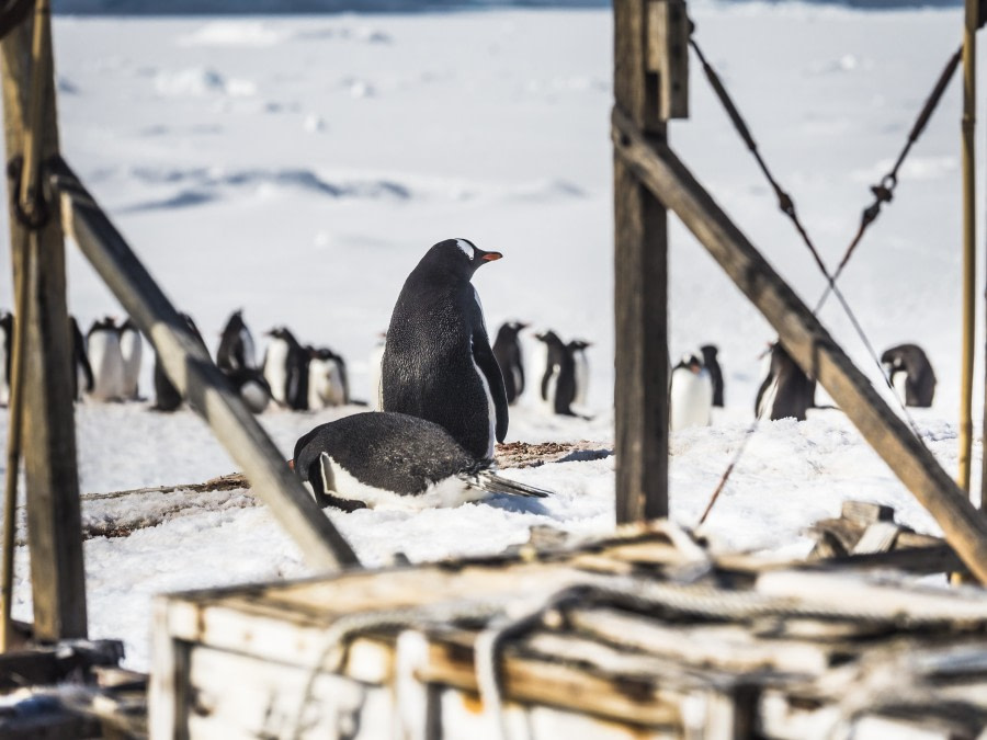 Gentoo penguins © Dietmar Denger - Oceanwide Expeditions.jpg