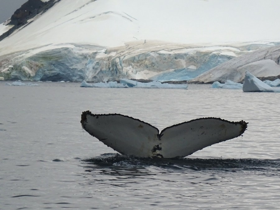 PLA31-17,20170322_VickyBalfour-Humpback-Oceanwide Expeditions.jpg