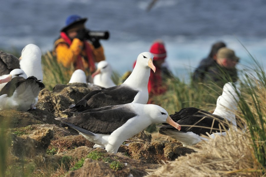 Falkland Islands, Steeple Jason, Black-browed Albatross © Martin van Lokven;Oceanwide Expeditions (10).jpg