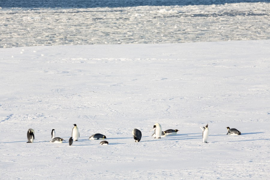 OTL28-17, Ross Sea,170302a_Ross-Sea_ice_127© Rolf Stange-Oceanwide Expeditions.jpg