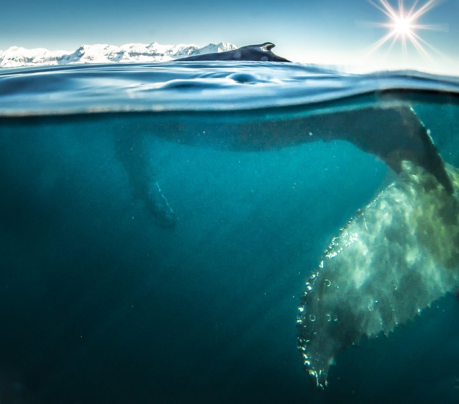 Humpback, South Georgia  © Fotografie Dietmar Denger-Oceanwide Expeditions231.jpg