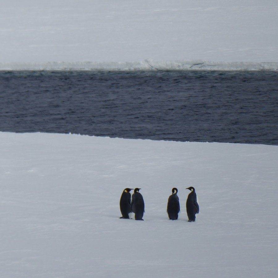 OTL28-17, Ross Sea,Day 12 Victoria Salem. Emperor penguins from ship-Oceanwide Expeditions.JPG