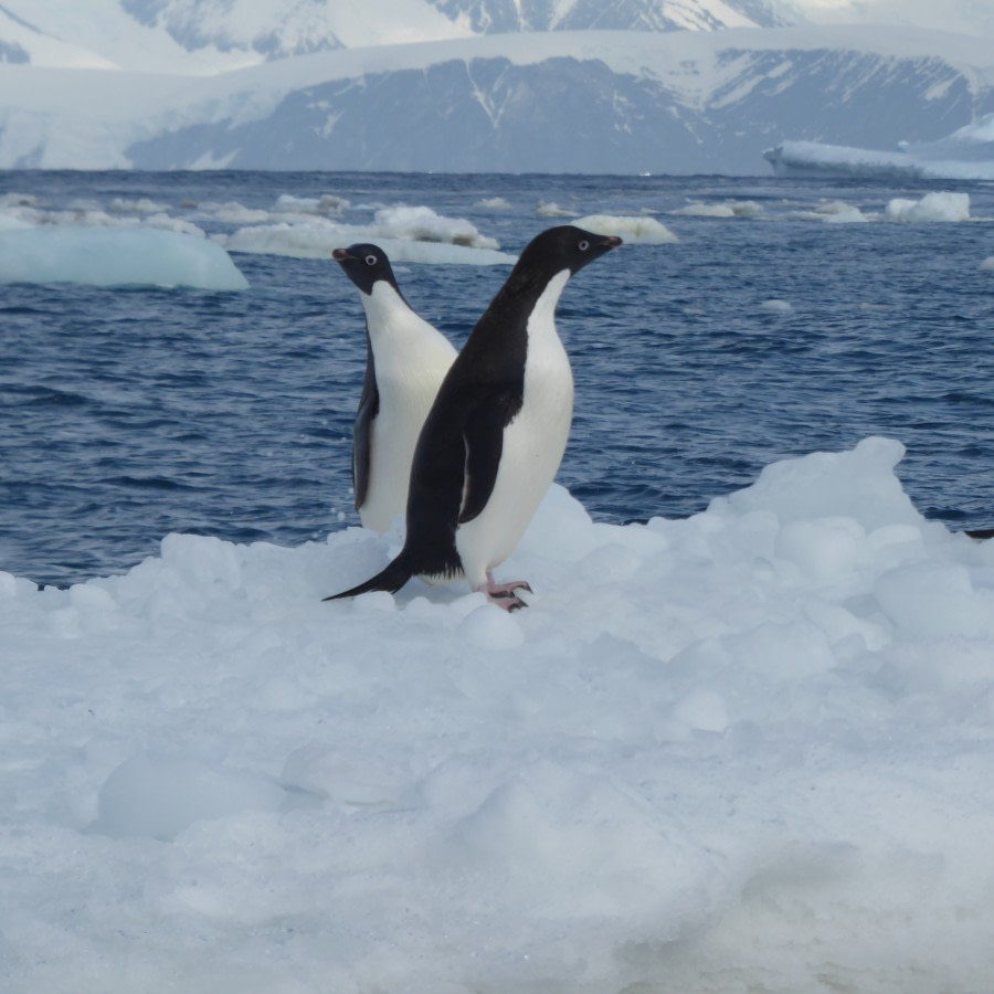 OTL28-17, Ross Sea,Day 8 Victoria Salem. Two Adelie penguins.JPG-Oceanwide Expeditions.JPG