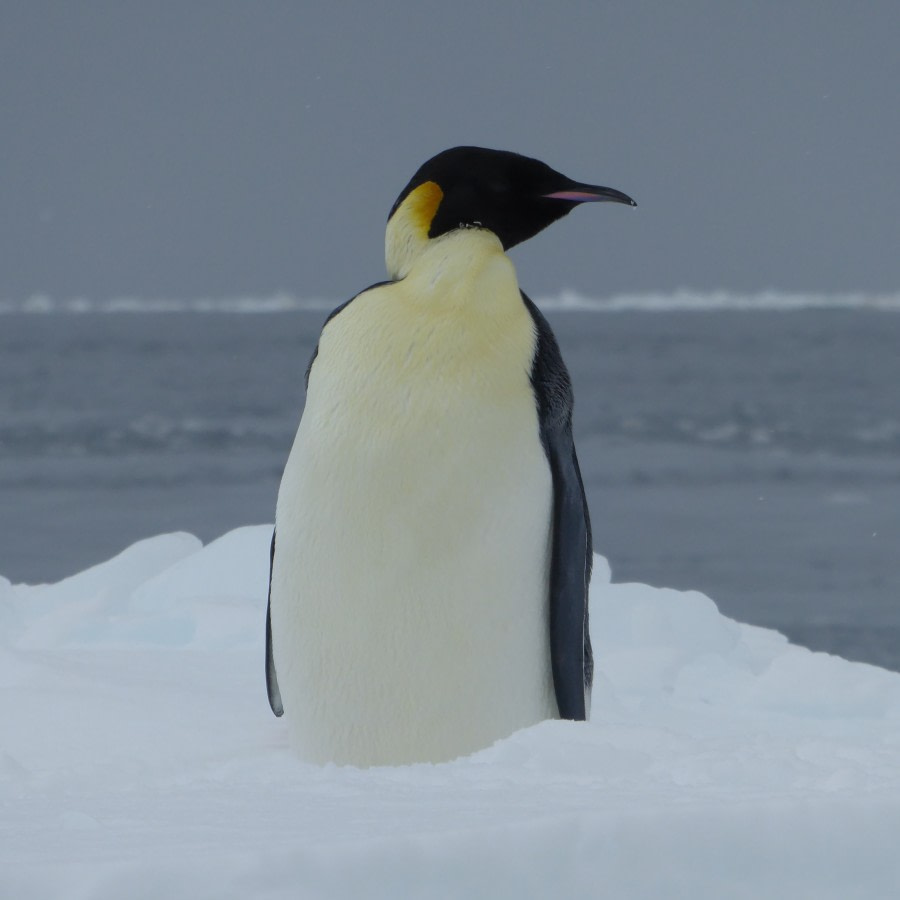 OTL28-17, Ross Sea,Day 9 Victoria Salem. Emperor penguin-Oceanwide Expeditions.JPG