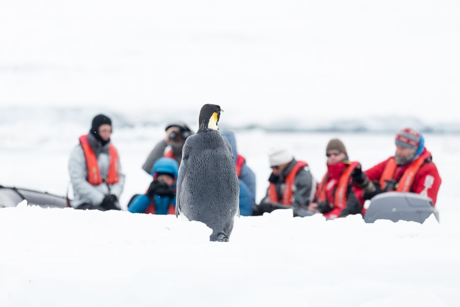 OTL28-17, Ross Sea,170223b_Cape-Hallet_146© Rolf Stange-Oceanwide Expeditions.jpg