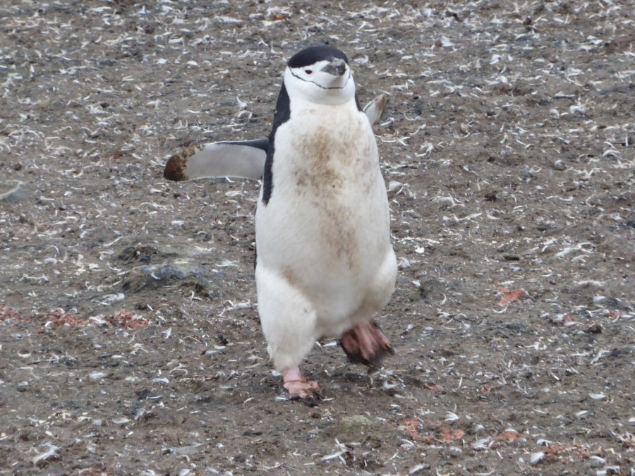 OTL28-17, Ross Sea,Day 29 Victoria Salem.  Aitcho chinstrap in a hurry-Oceanwide Expeditions.JPG