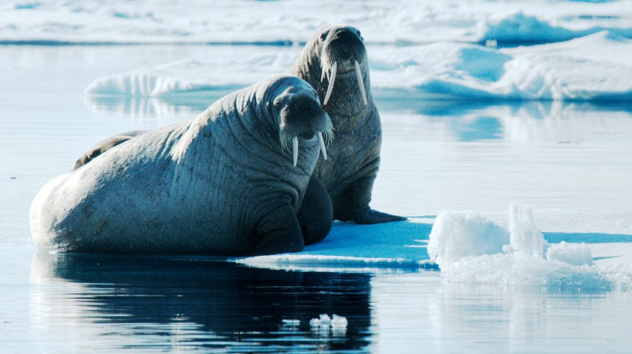 spitsbergen_walrus-(c)-Petr-Slavik-3.jpg