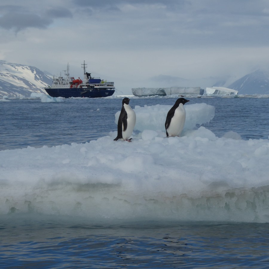 OTL28-17, Ross Sea,Day 8 Victoria Salem. Ortelius with two Adelie penguins-Oceanwide Expeditions.JPG