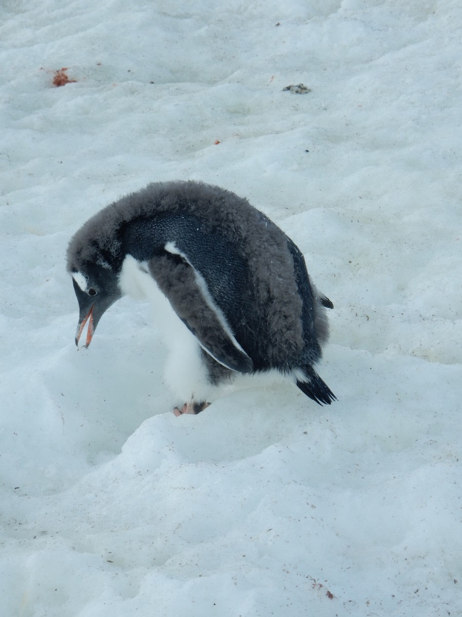 OTL28-17, Ross Sea,day 28 Danco 5 Lynn-Oceanwide Expeditions.jpg