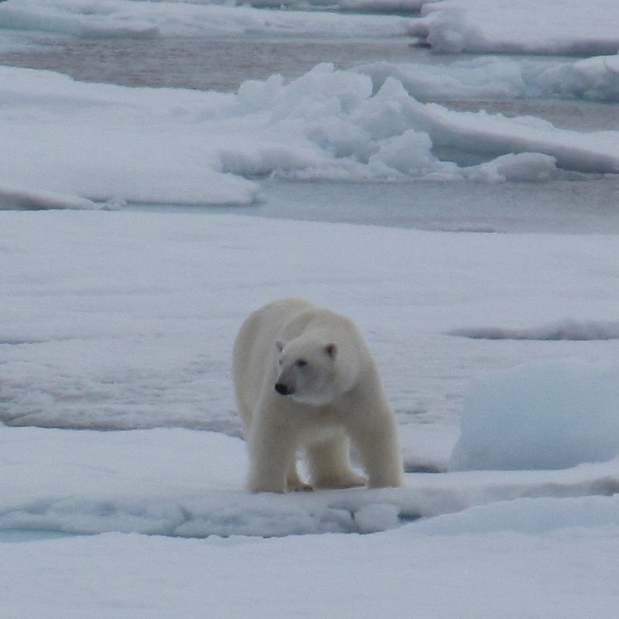 Raudfjorden, Northern Spitsbergen