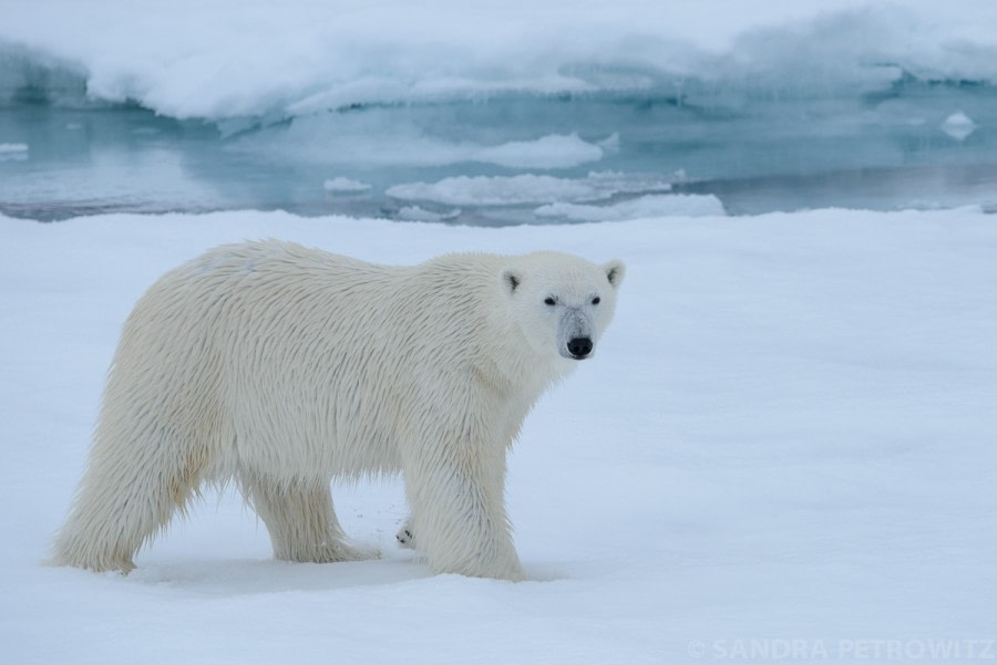 Im Packeis nördlich von Spitzbergen