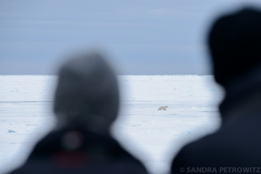 OTL05-1720170609_Polar_Bear_SandraPetrowitz_DSC_5505-Oceanwide Expeditions.jpg