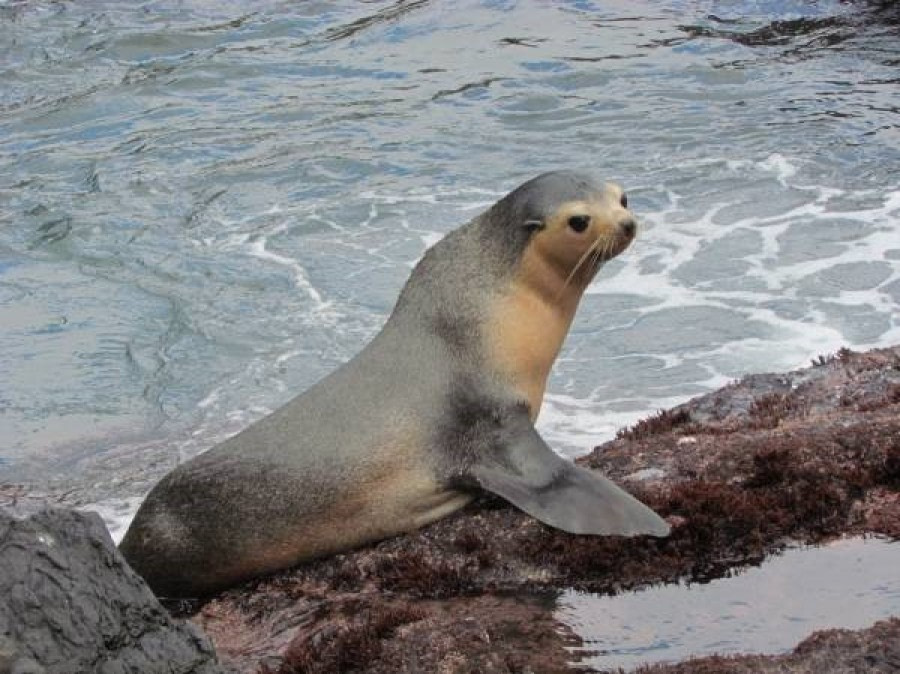 PLA32-17 Day 17-8 Sub Antarctic fur seal.jpg