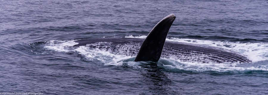 PLA06-17 3 20170617_Katja Riedel_Blue Whale_DSC_7340-Oceanwide Expeditions.jpg