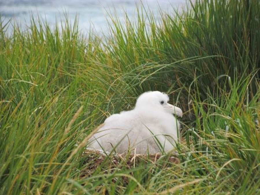 Salisbury Plain and Prion Island, South Georgia