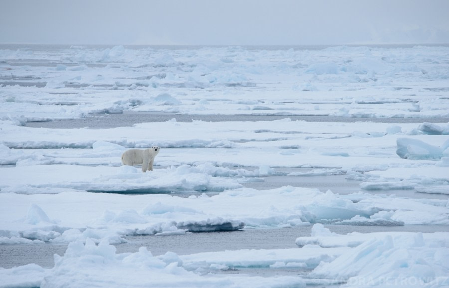 OTL05-1720170611_Polar_Bear_SandraPetrowitz_DSC_6591-Oceanwide Expeditions.jpg