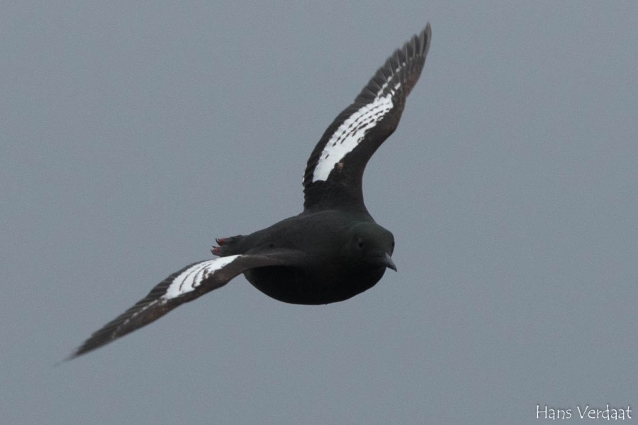 PLA05-1720170613_Hans_Verdaat_black_guillemot-Oceanwide Expeditions.jpg