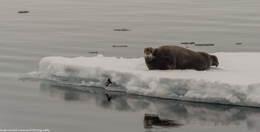 Bearded seal © Katja Riedel - Oceanwide Expeditions.jpg