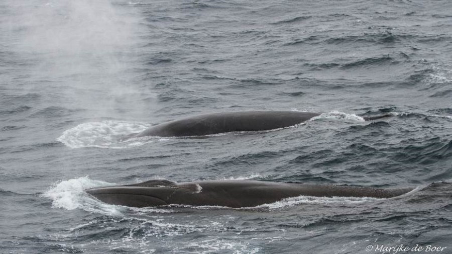 At Sea to South Georgia