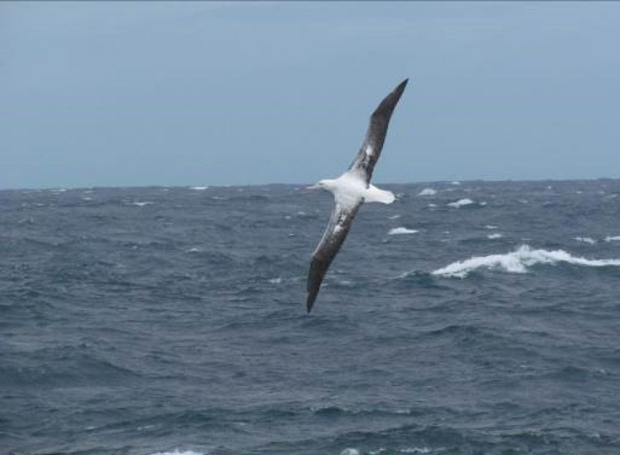 At Sea to South Georgia