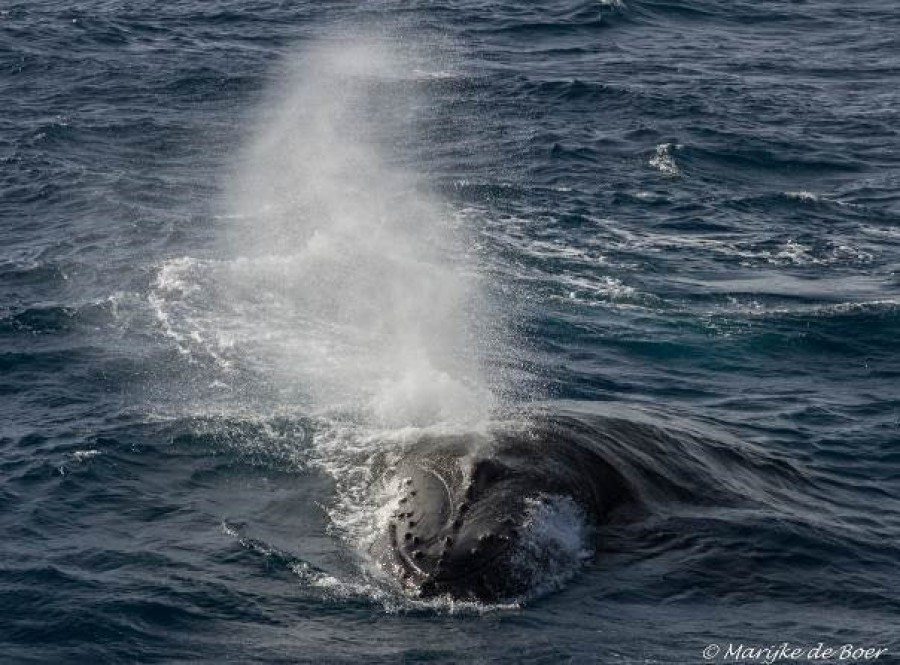 At Sea to Gough Island