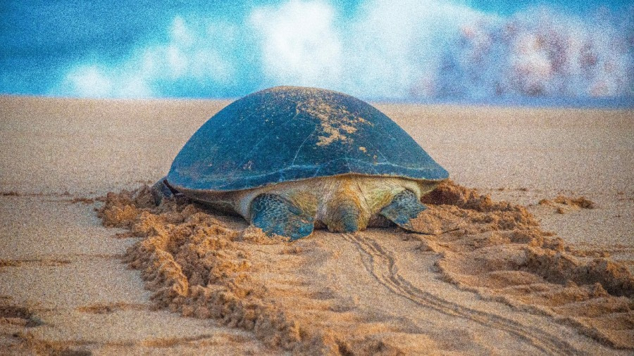 Green turtle returning to the ocean after laying eggs, Ascension Island © Thomas Laumeyer - Oceanwide Expeditions